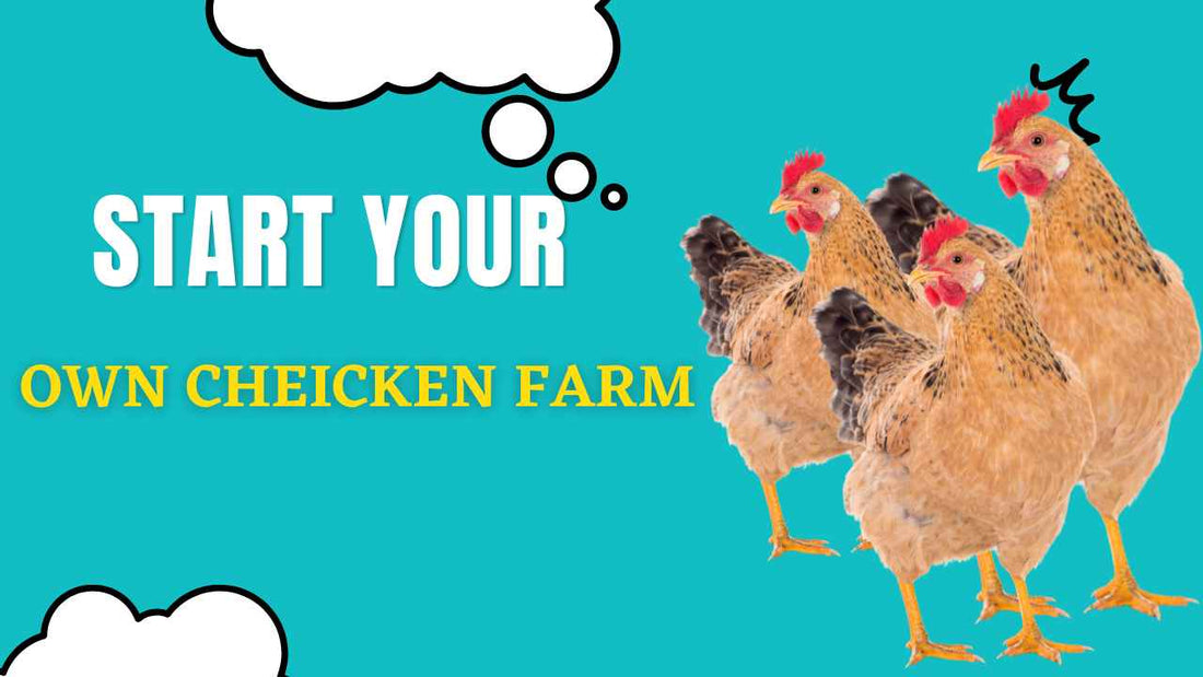 How to Start Your Own Organic Chicken Farm