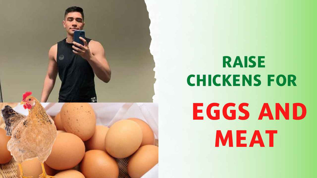  Raise Chickens for Eggs and Meat